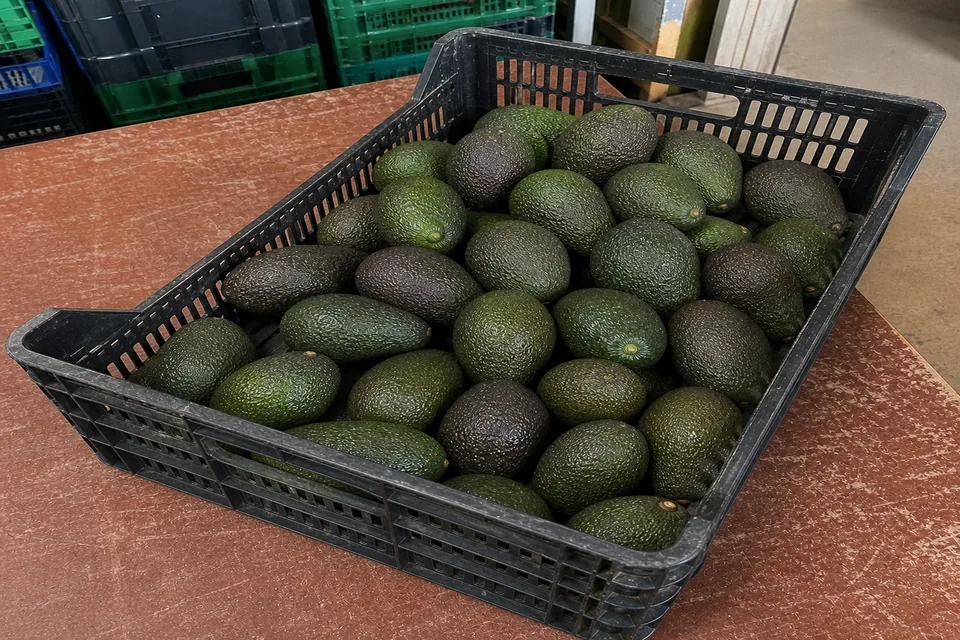 Aguacate