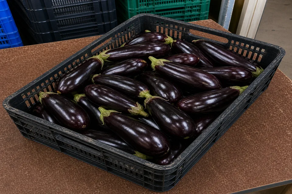 Berenjena