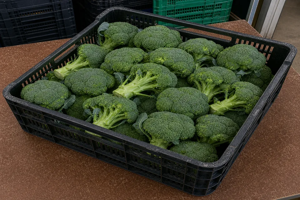 Brócoli