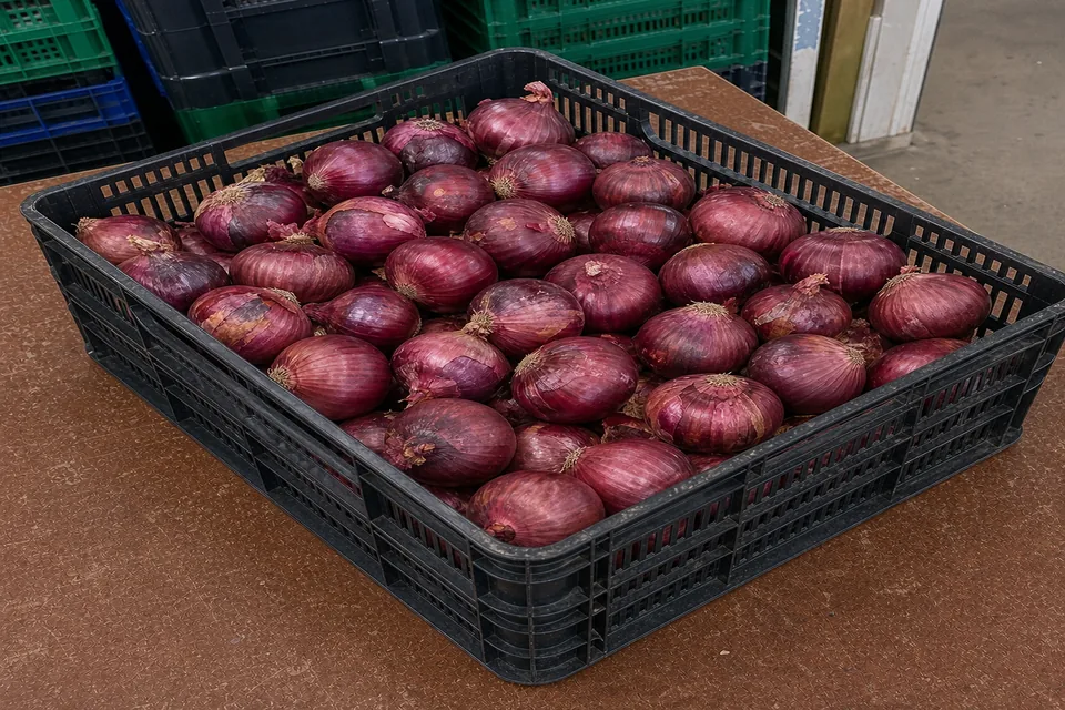 Cebolla Morada