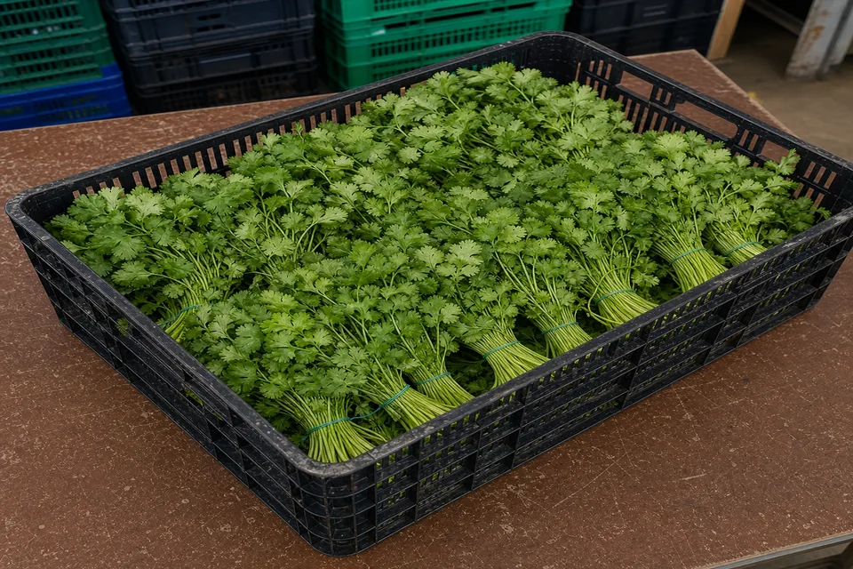 Cilantro