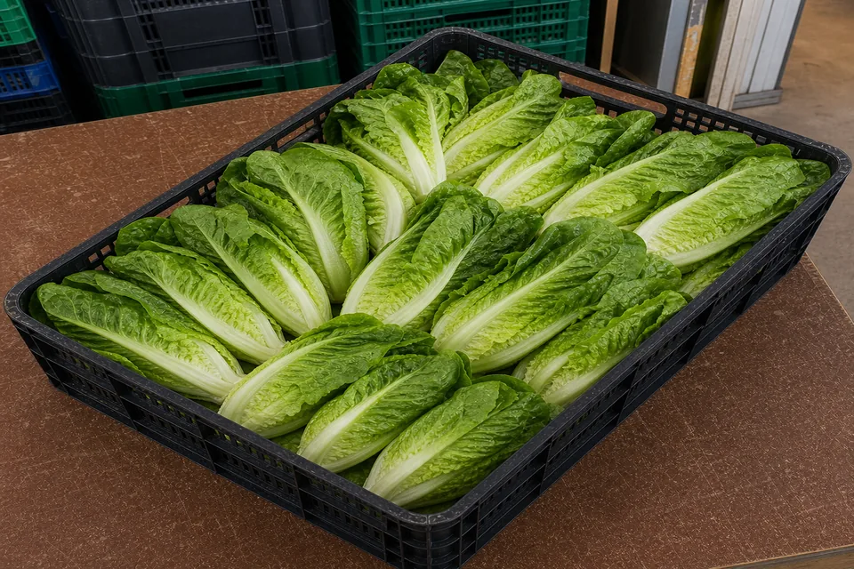 Lechuga Romana