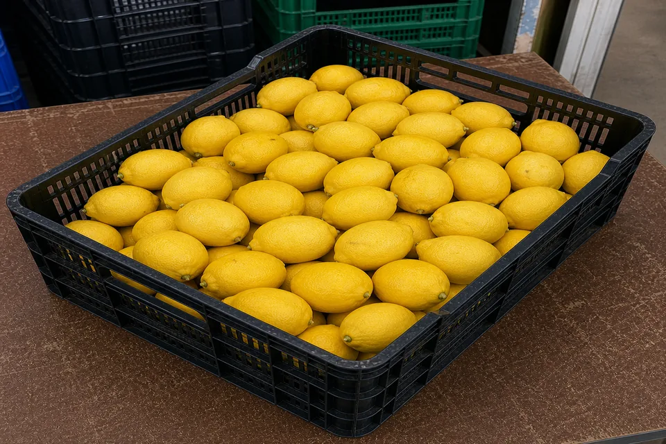 Limón