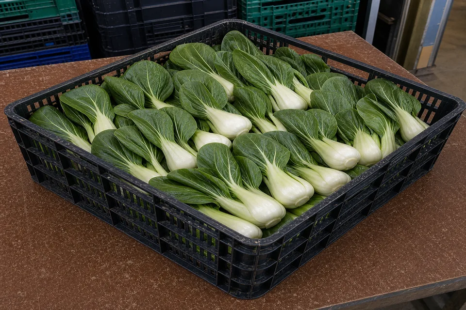 Pak Choi