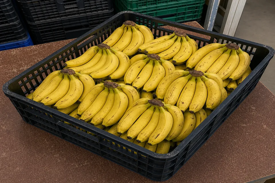 Plátano