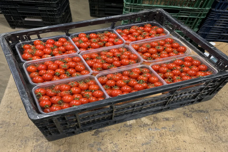 Tomate Cherry